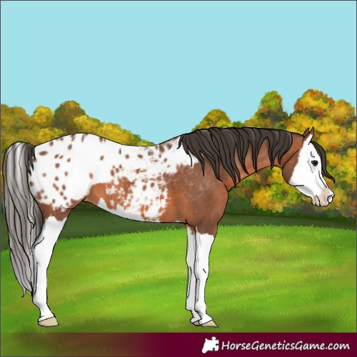 Horse Color:Bay Splash Appaloosa 