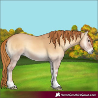 Horse Color:Red Dun Onyx 