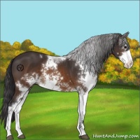 Horse Color:Buckskin Sabino 