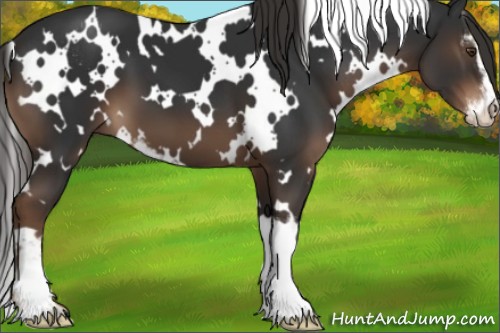 Horse Color:White Spotted Liver Chestnut Sabino 