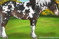 Horse Color:White Spotted Liver Chestnut Sabino 