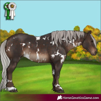 Horse Color:White Spotted Silver Brown