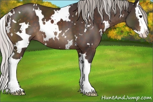 Horse Color:White Spotted Silver Brown Splash 