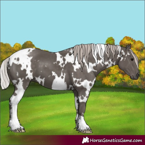 Horse Color:White Spotted Silver Black 