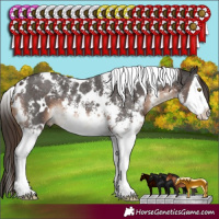 Horse Color:White Spotted Liver Chestnut Sabino Splash 