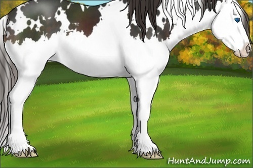 Horse Color:White Spotted Liver Chestnut Sabino Splash 