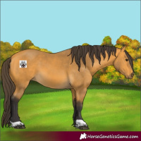 Horse Color:Buckskin 