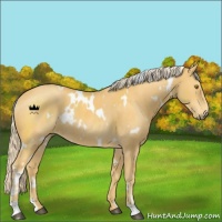 Horse Color:White Spotted Palomino