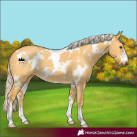 Horse Color:White Spotted Palomino Dun 