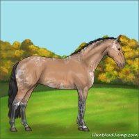 Horse Color:Bay Ice 