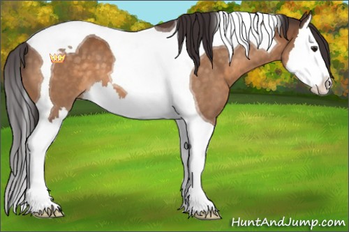 Horse Color:Buckskin Splash Tobiano 