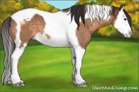 Horse Color:Buckskin Splash Tobiano 