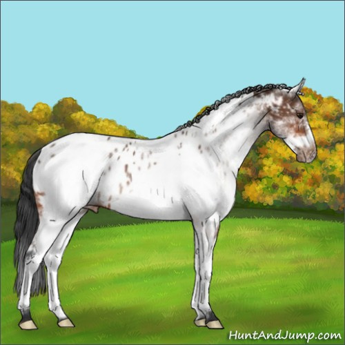 Horse Color:White Spotted Bay Frame Appaloosa 