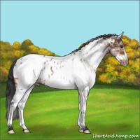 Horse Color:White Spotted Bay Frame Appaloosa 