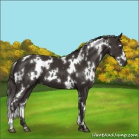 Horse Color:White Spotted Liver Chestnut 