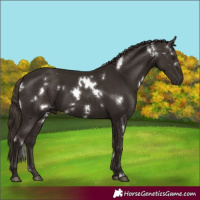 Horse Color:White Spotted Liver Chestnut 