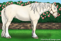 Horse Color:Palomino Pearl Dun 