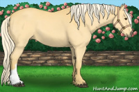 Horse Color:Palomino