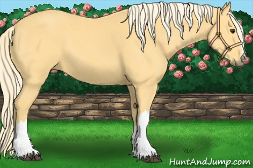 Horse Color:Palomino 