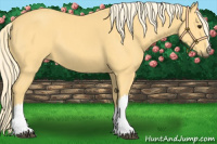 Horse Color:Palomino 