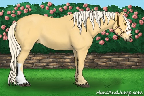 Horse Color:Palomino