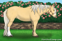 Horse Color:Palomino 