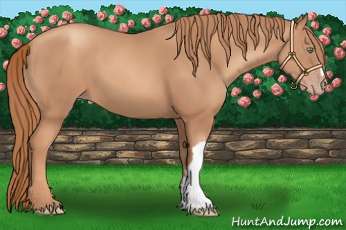 Horse Color:Gold Champagne 