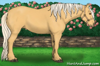 Horse Color:Palomino 