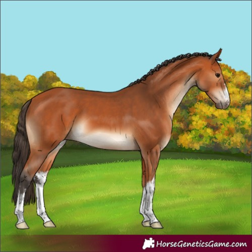 Horse Color:White Spotted Bay 