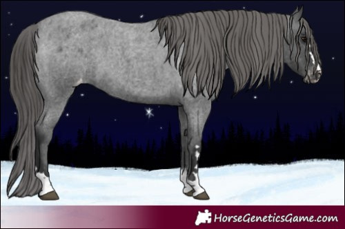 Horse Color:Blue Roan Appaloosa 