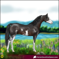 Horse Color:Brown Sabino