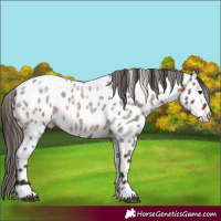 Horse Color:Brown Roan Appaloosa 