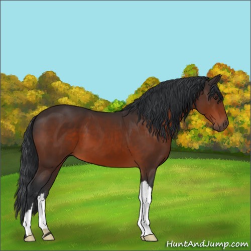 Horse Color:Brown 