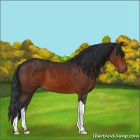 Horse Color:Brown 