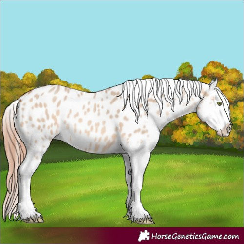 Horse Color:Amber Champagne Dun Appaloosa 