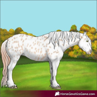 Horse Color:Amber Champagne Dun Appaloosa 