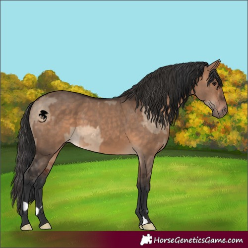 Horse Color:Brown Dun  and Bay Dun 
