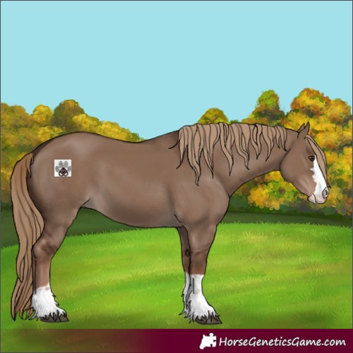 Horse Color:Liver Red Dun