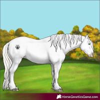 Horse Color:Gold Cream Champagne Dun Near Fewspot 