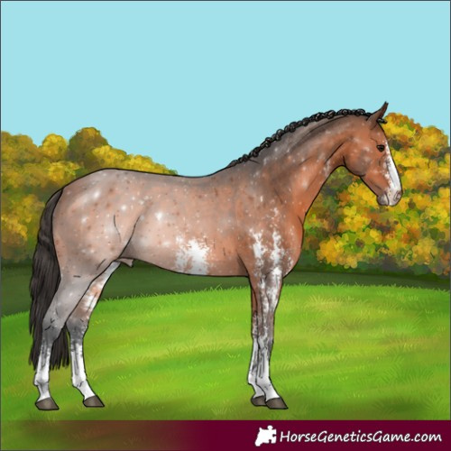 Horse Color:Bay Sabino 