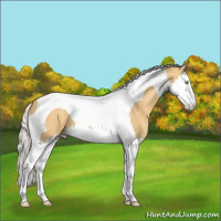 Horse Color:Gold Cream Champagne Splash Tobiano Appaloosa