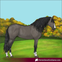 Horse Color:Grullo 