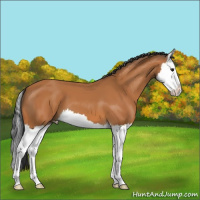 Horse Color:Bay Splash 