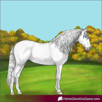 Horse Color:Gray Silver Classic Cream Champagne Roan Pearl Dun Frame Appaloosa Rabicano 