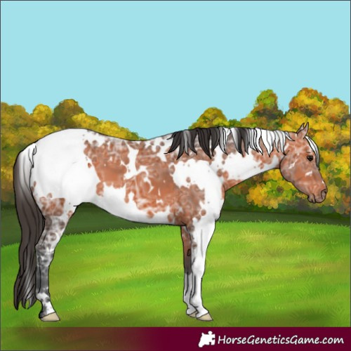 Horse Color:White Spotted Bay Ice