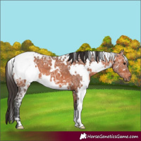 Horse Color:White Spotted Bay Ice