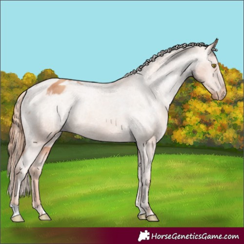 Horse Color:Gold Champagne Appaloosa