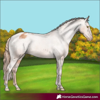 Horse Color:Gold Champagne Appaloosa 