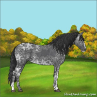 Horse Color:Black Ice Sabino