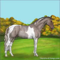 Horse Color:Silver Blue Roan Tobiano Rabicano